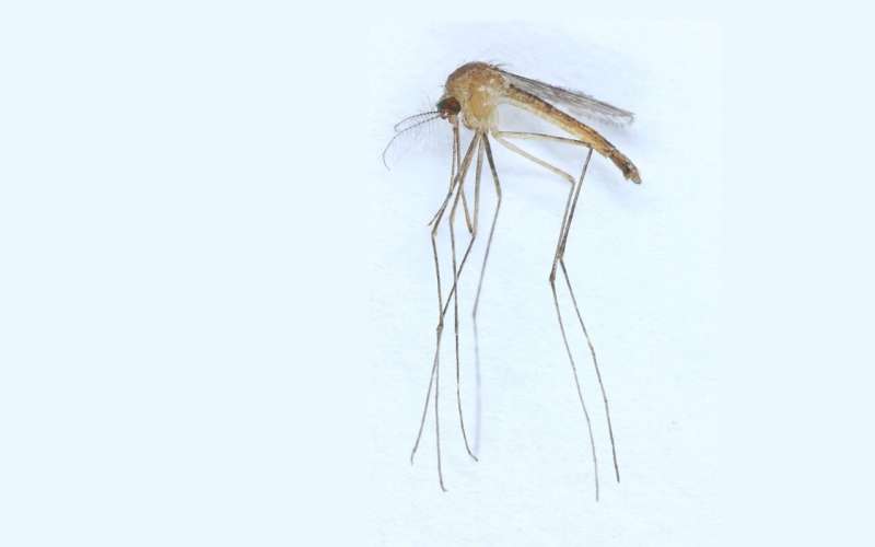 mosquito species has been discovered in Finland 