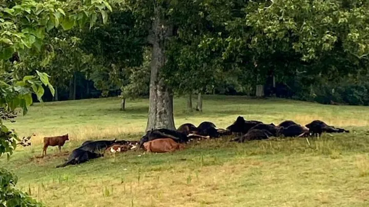 Alabama Lightning Strike Kills Dozens of Cows