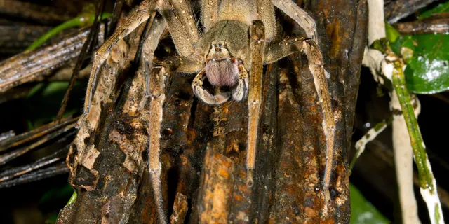 The venomous Brazilian Wandering Spider:An erection-inducing spider shuts down a supermarket, but the owners insist it's safe to reopen