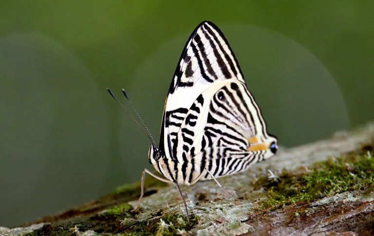 About three-quarters of crops producing fruits or seeds for human consumption depend on pollination, including from butterflies